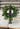 8У New England Boxwood Candle Ring The Mustard Seed Collection, The Seed