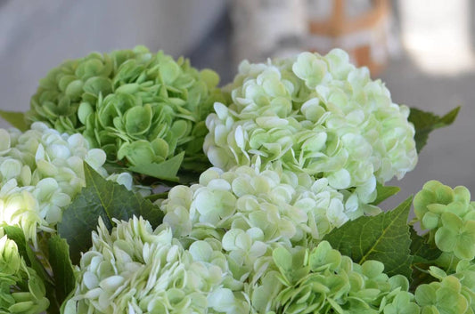 18" Realistic Real Touch Artificial Hydrangea Stem: Light Green - The Mustard Seed Collection, The Seed