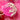 Lollipop Bath Bomb - Pink: Pink and White Calla Lily Cosmetics