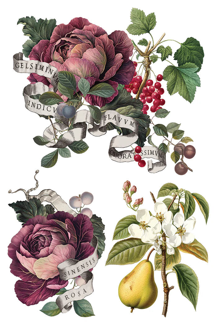 Clementine IOD Transfer 8X12 Pad