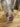 Dairy Bottle The Mustard Seed Collection, The Seed