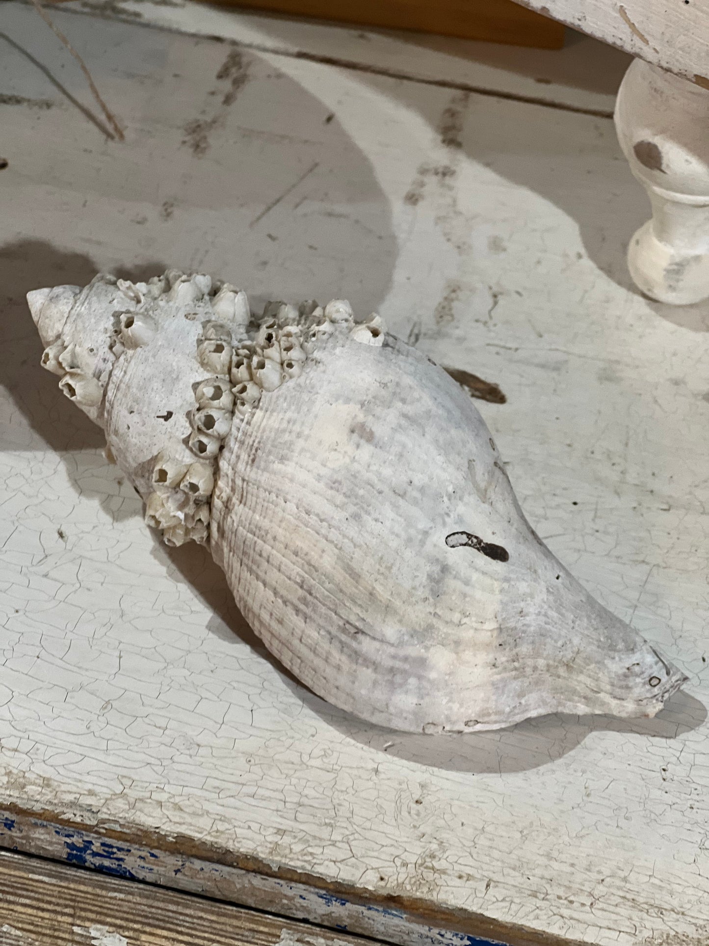 Conch Shell