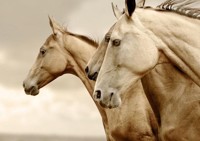 A3 Sepia Horses REVERSED Mint Decoupage Paper - The Mustard Seed Collection, The Seed