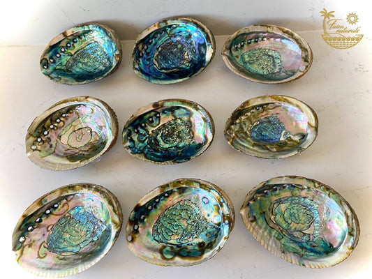 Abalone Shell Smudge Bowls LARGE - The Mustard Seed Collection, The Seed