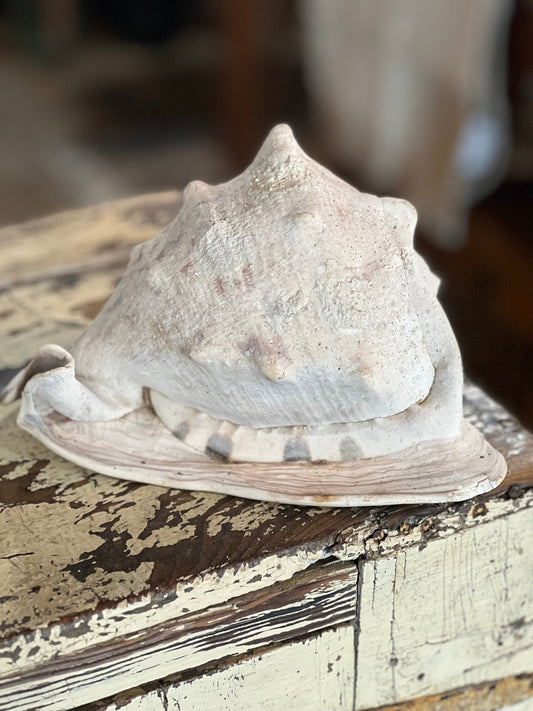 Conch Shell