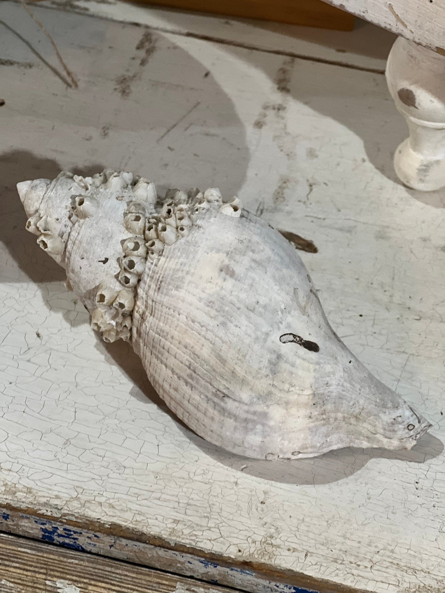 Conch Shell