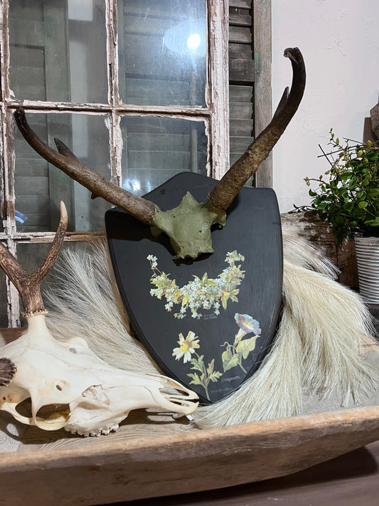RAM Horns Display Plaque - Unique Home Decor