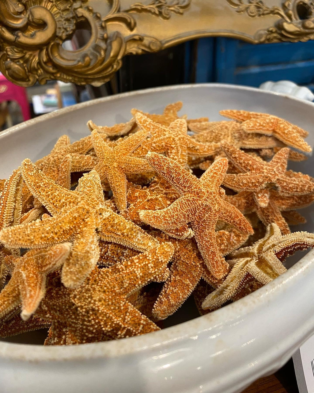 Starfish - Sugar 2 - The Mustard Seed Collection, The Seed