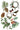 Winter Botanist IOD Transfer 8X12 Iron Orchid Designs, LLC.