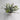 Greenery in White Pot Rhyne & Sons