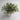 Greenery in White Pot 7″ Rhyne & Sons