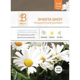 Bentley Shasta Daisy-Chrysanthemum maximum Faire-Bentley Seeds