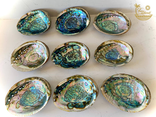 Abalone Shell Smudge Bowls LARGE