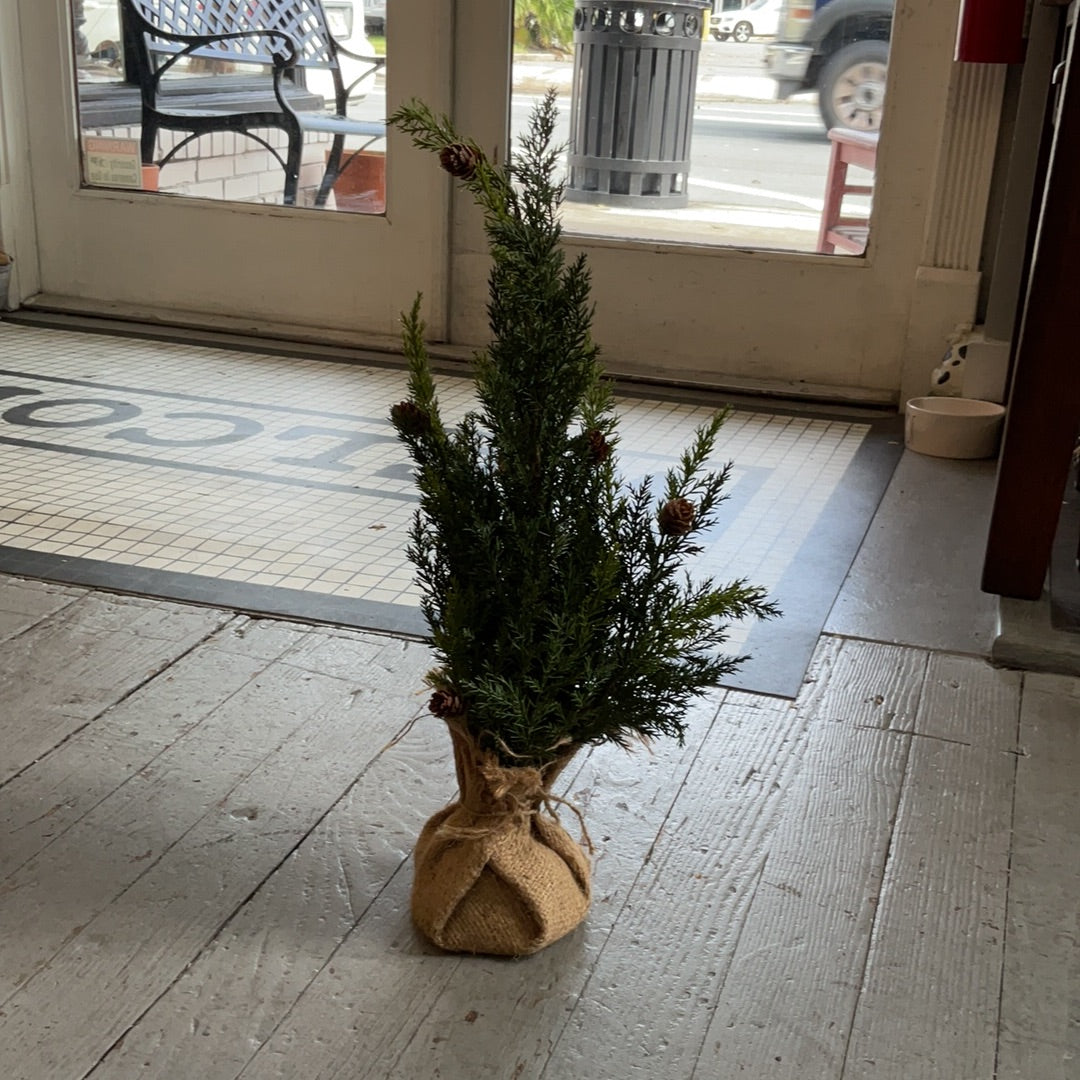 Oxford Cedar Tree 25"