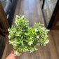 10" White & Green Leaf Floral Sprig - The Mustard Seed Collection, The Seed