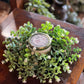 11" White Blooms Candle Ring - The Mustard Seed Collection, The Seed