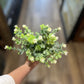 12" White & Green Leaf Floral Sprig - The Mustard Seed Collection, The Seed