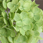 12.5"Real Touch lifelike Hydrangea-6”bloom: Fresh Dark Green - The Mustard Seed Collection, The Seed