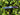 Pocket Knife