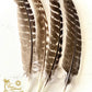 Feathers for Smudging