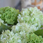 18" Realistic Real Touch Artificial Hydrangea Stem: Deep Green - The Mustard Seed Collection, The Seed