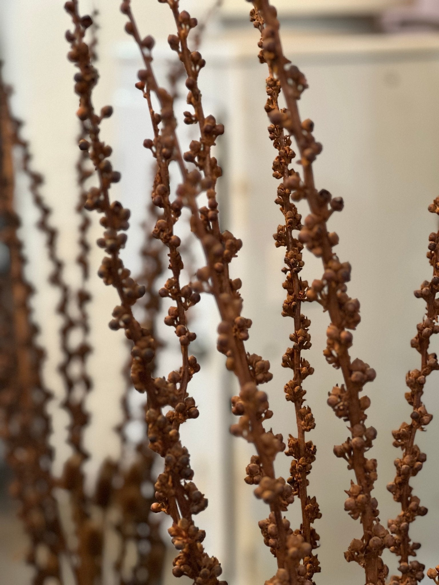 20" Amber Vase with Dried Floral Stalks - The Mustard Seed Collection, The Seed