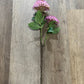 20" Celebrity Dahlia Stem - The Mustard Seed Collection, The Seed