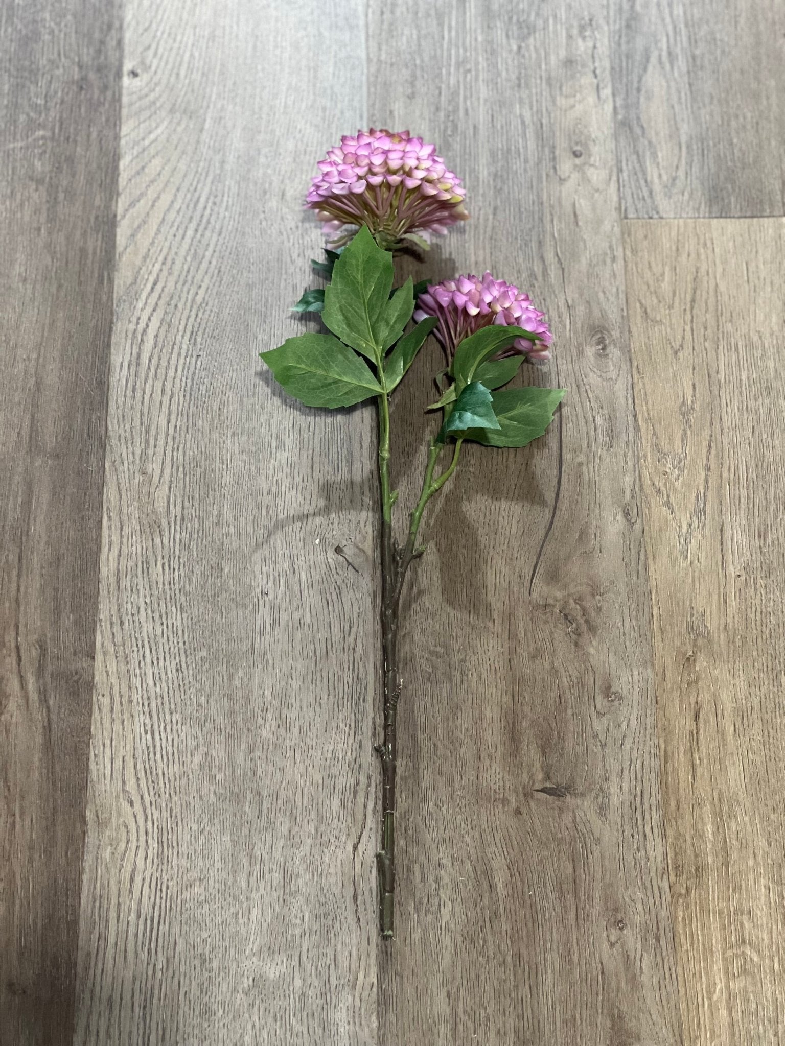 20" Celebrity Dahlia Stem - The Mustard Seed Collection, The Seed