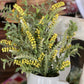 20" Yellow & Green Leaf Floral Sprig - The Mustard Seed Collection, The Seed