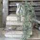 24" Little Green Luna Hanging Stem - The Mustard Seed Collection, The Seed
