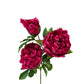 32" Ultra Realistic Elegant Real Touch Artificial Peony: Off-White - The Mustard Seed Collection, The Seed