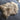 Honey Gold Icelandic Longhair Sheepskin Rug Throw Hide: Large Wildash London