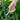 Garden Shears : Lavender Modern Sprout