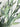 Real Touch Premium Quality Olive Branch Leaf Fruit Spray: 32"-72Leaves Angel Isabella