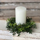 8" New England Boxwood Candle Ring - The Mustard Seed Collection, The Seed