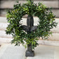 8" New England Boxwood Candle Ring - The Mustard Seed Collection, The Seed