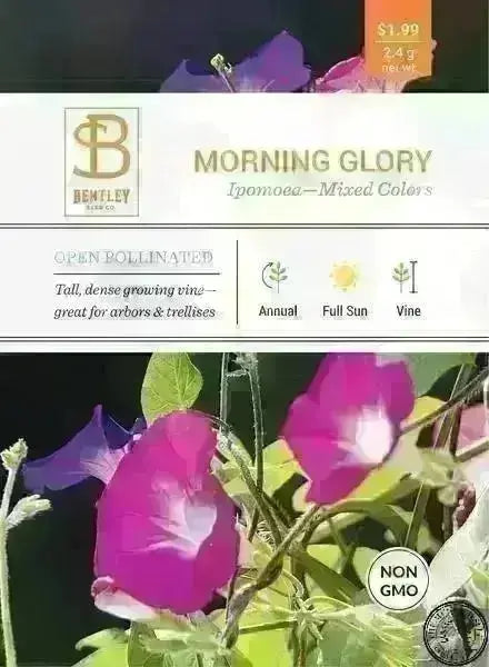 Bentley Morning Glory Ipomoea Mixed Colors Faire-Bentley Seeds