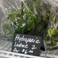 Lettuce: 2 heads per bag
