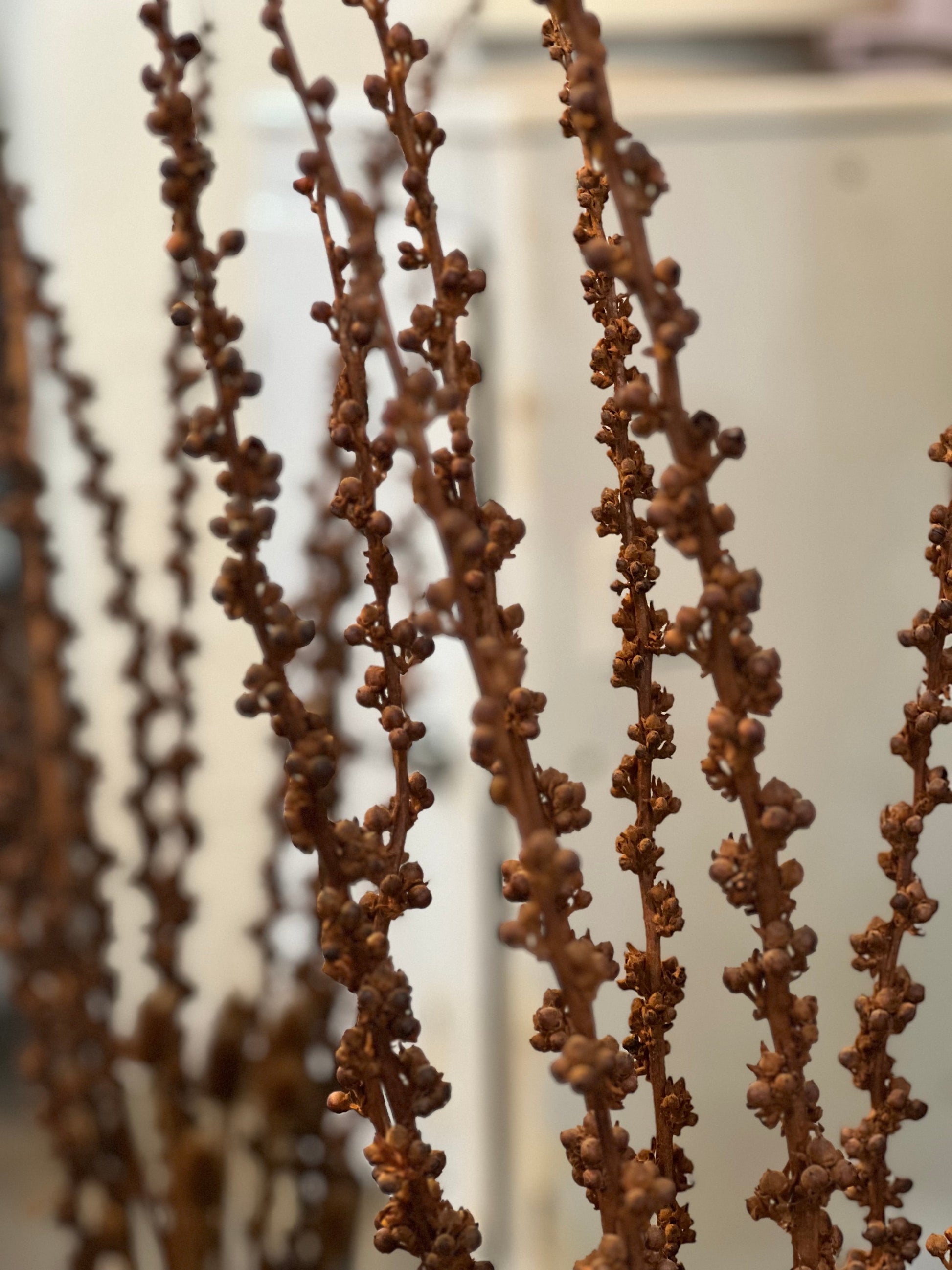 20" Amber Vase with Dried Floral Stalks
