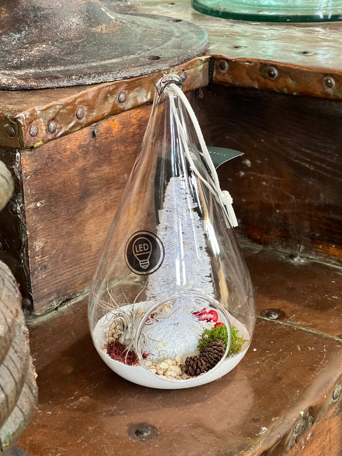 LiveTrends Airplant Terrarium: Winter Morning