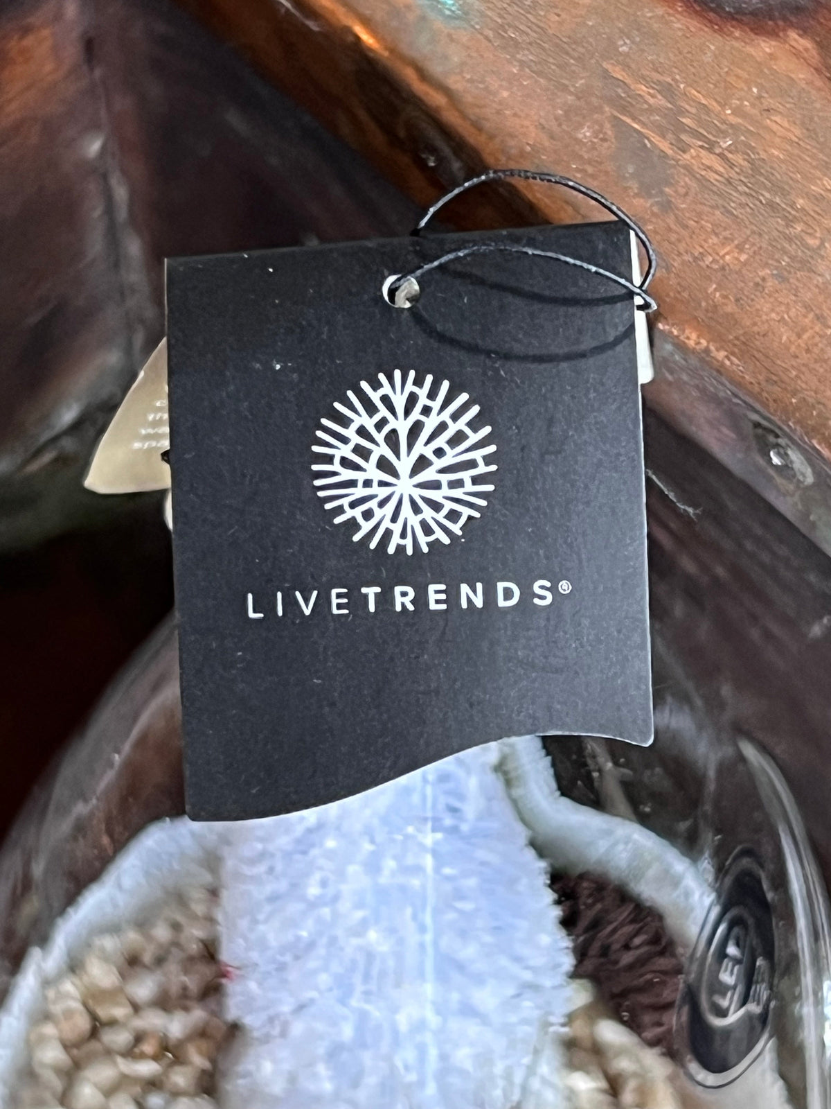 LiveTrends Airplant Terrarium: Winter Morning