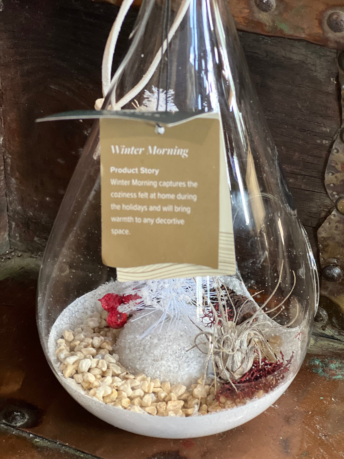LiveTrends Airplant Terrarium: Winter Morning