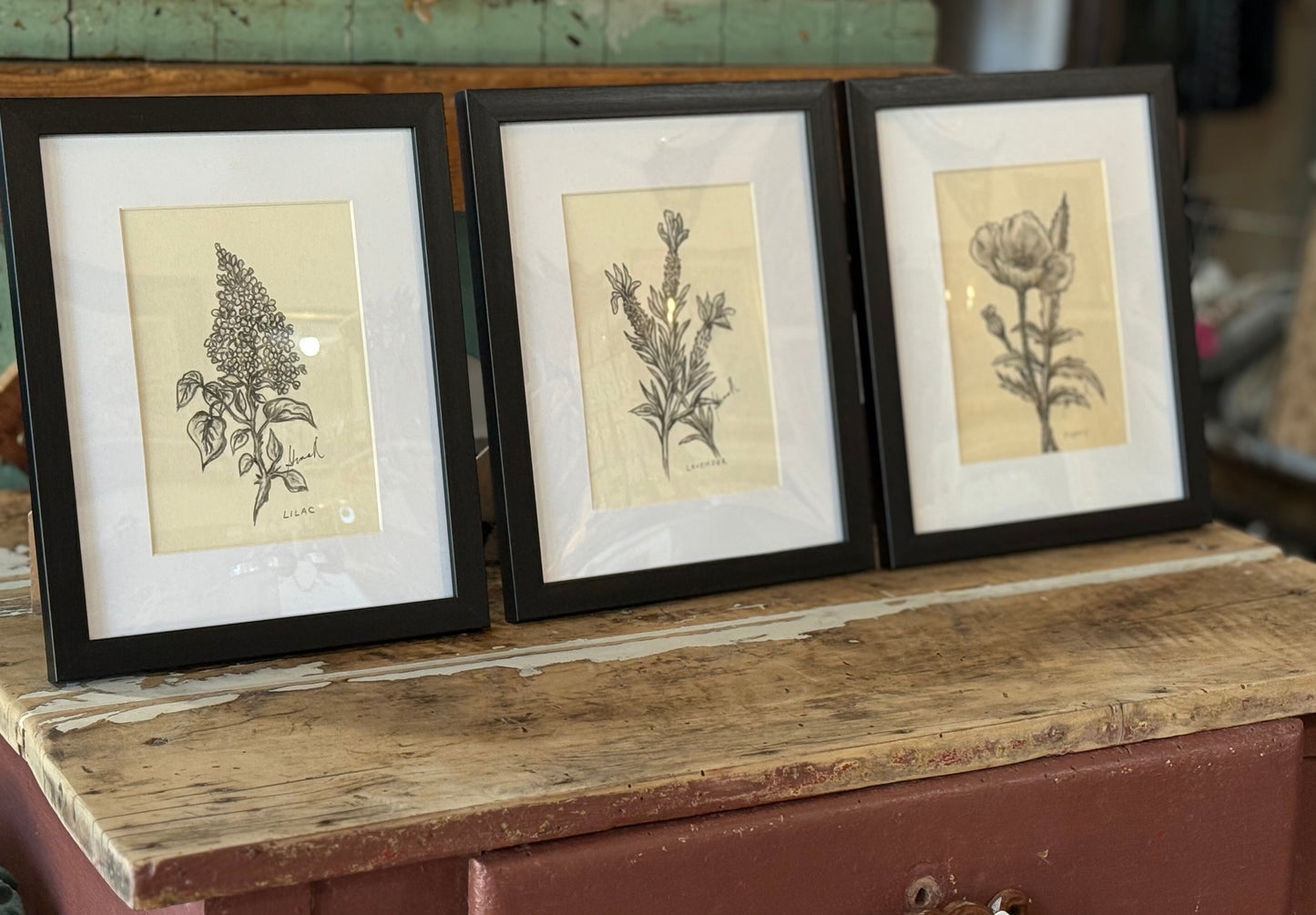 Graphite & Charcoal Drawings by Gina M. Singh Newbanks Lilac