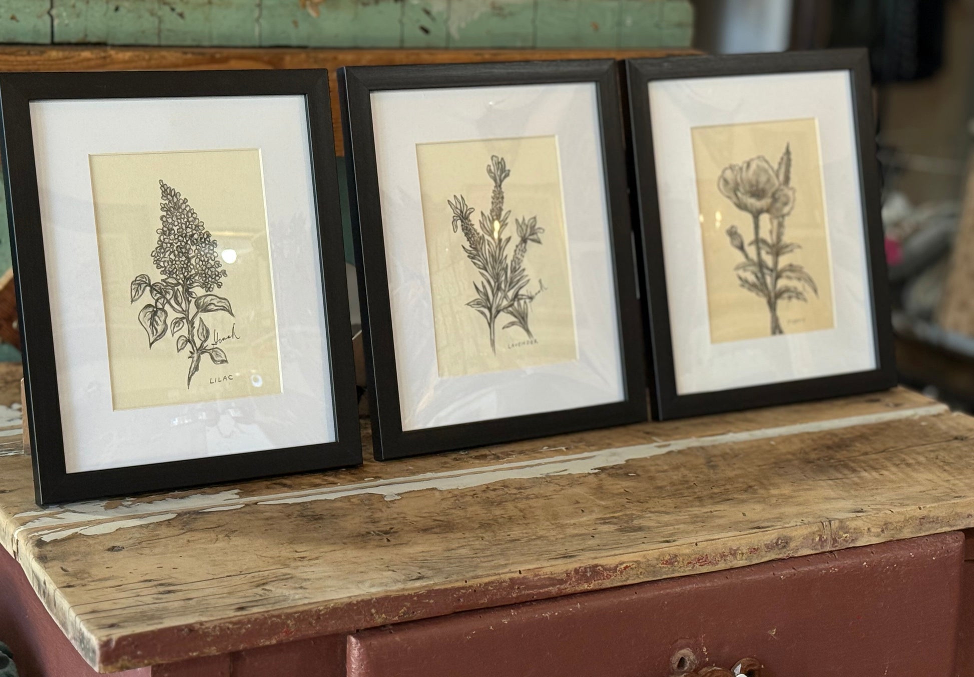 Graphite & Charcoal Drawings by Gina M. Singh Newbanks Lilac