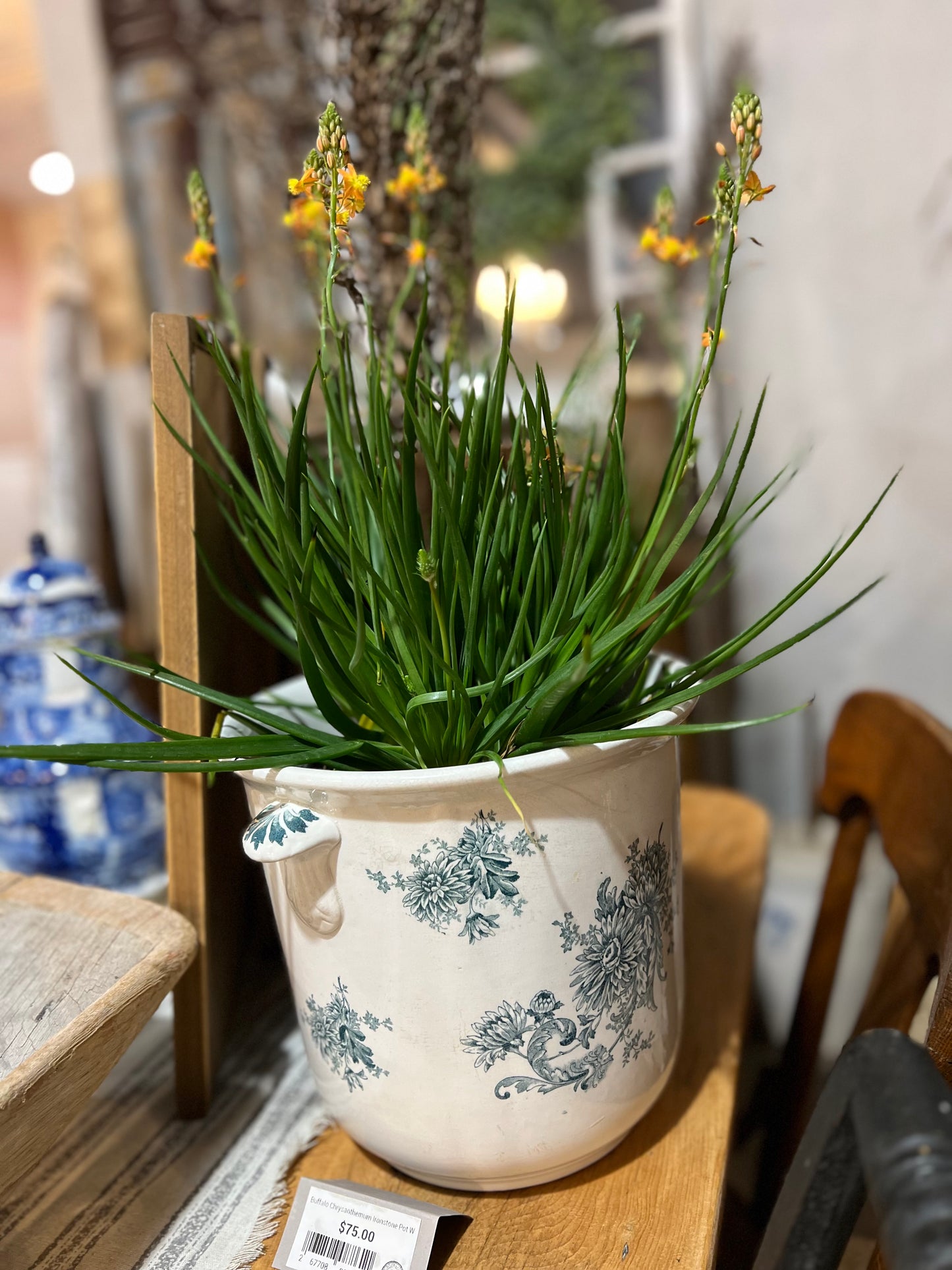 Buffalo Chrysanthemum Ironstone Pot W Lid