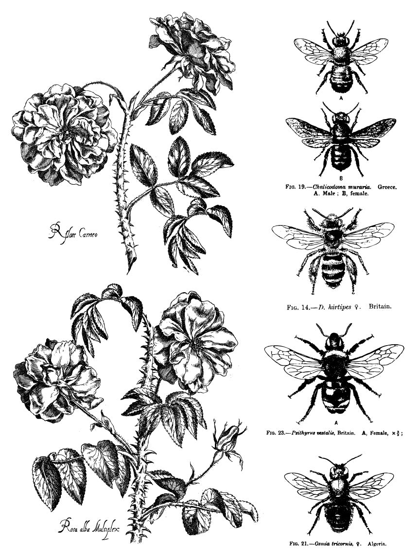 Melange IOD Paint Inlay 12x16 PadЄ