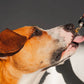 Organic CBD Tincture for Dogs, Cats & Pets - 900mg