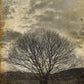 A1 Sepia Tree Mint Decoupage Paper - The Mustard Seed Collection, The Seed