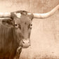 A1 Texas Longhorn Mint Decoupage Paper