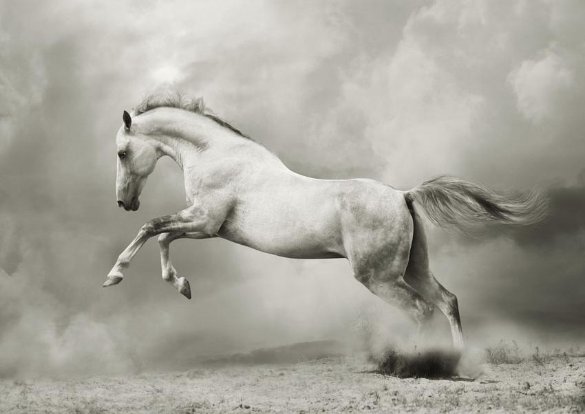 A3 White Horse Mint Decoupage Paper